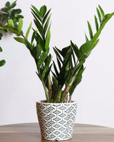 Green Zamia Plant